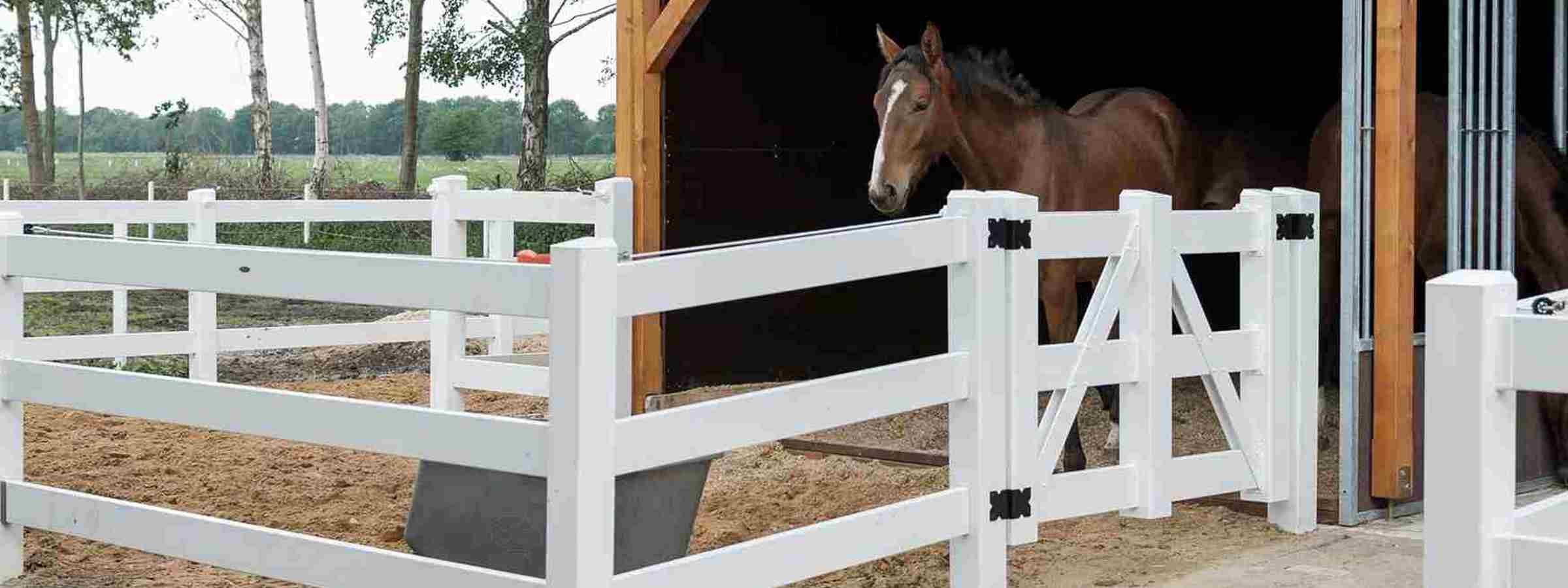 En brun hest står i et læskur og kigger ud i en lille fold omgivet af et hvidt hestehegn.