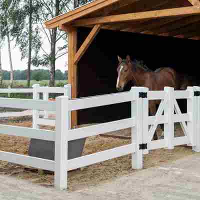 En brun hest står i et læskur og kigger ud i en lille fold omgivet af et hvidt hestehegn.