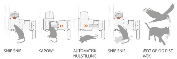 Illustration af Goodnature fældens funktion: En gnaver tiltrækkes af lokkemiddel, dræbes øjeblikkeligt, fælden nulstiller automatisk, og det døde dyr fjernes af rovdyr.