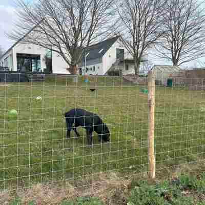 En sort hund der snuser i græsset, bag et multinet