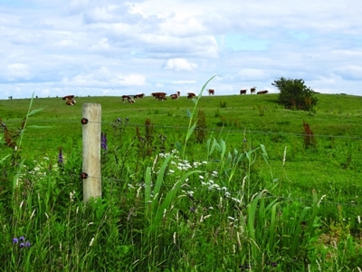 Billede af mark med massere af køer på