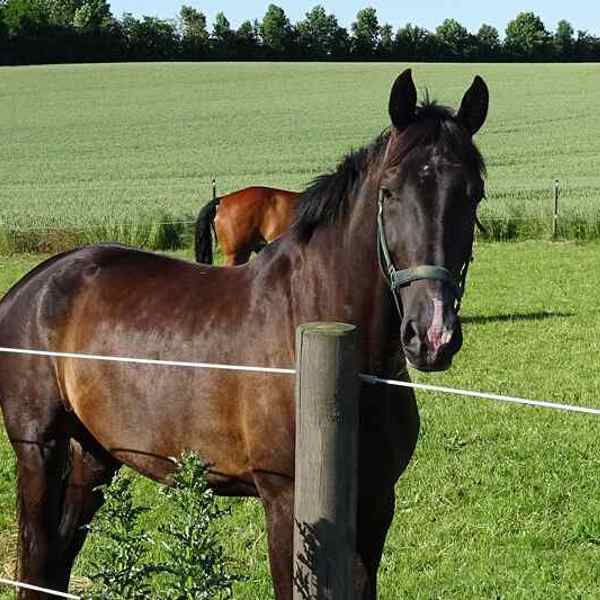 En brun hest står tæt på hestefoldens elhegn. Bag hesten står endnu en hest i samme hestefold.