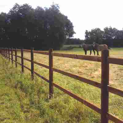 To heste går sammen i en hestefold. Hestefoldens hegn er et 3-lægtet hestehegn.