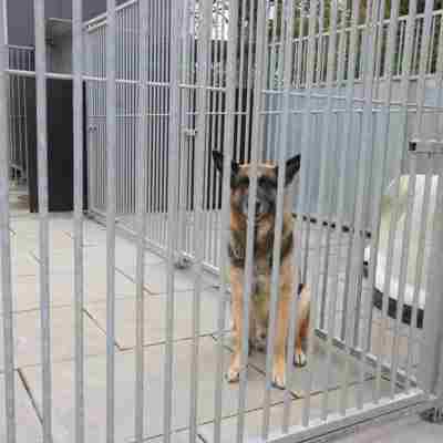 En schäferhund sidder alene i et hjørne af dens hundegård.