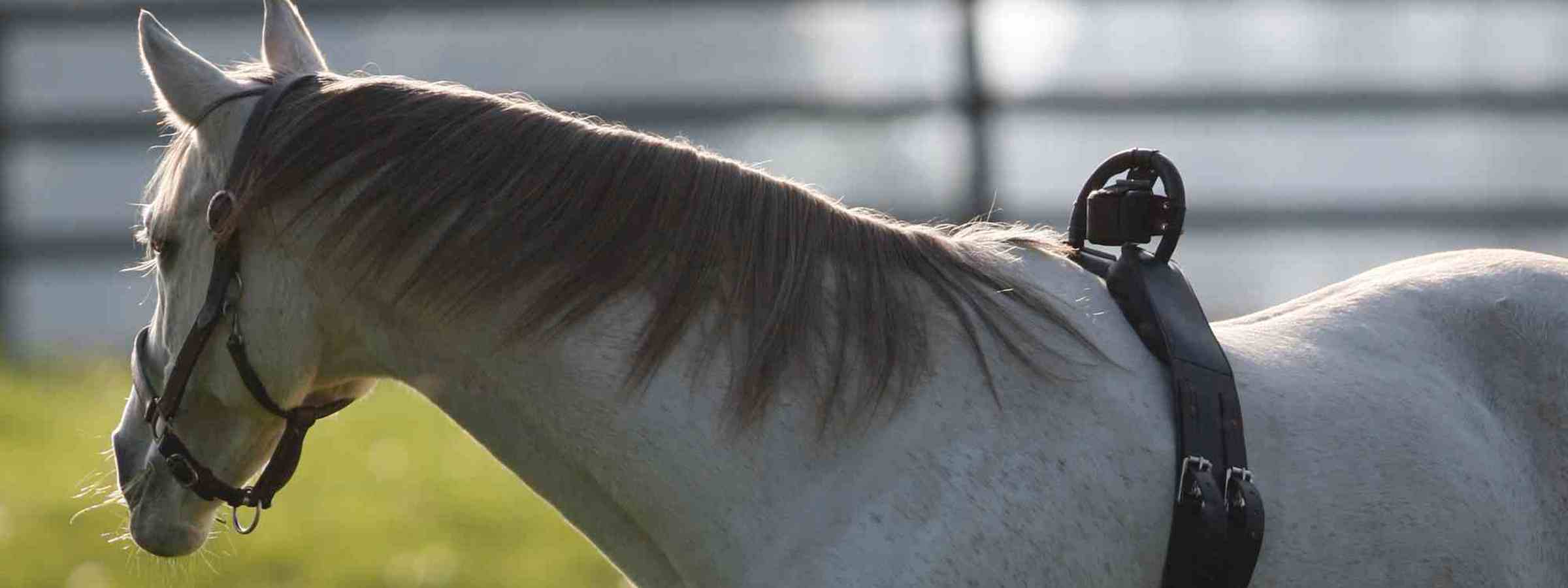 På en mark går en gravid, hvid hest med en folealarm om maven