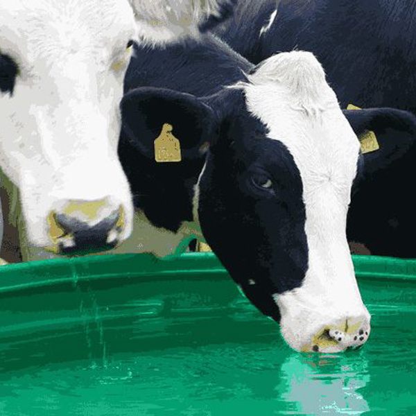 En flok brogede malkekøer drikker fra deres drikkekar