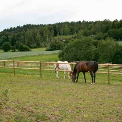 To heste går i hver deres fold og græsser. Hestefoldene er adskilt af et hestehegn med halvskårne lægter.