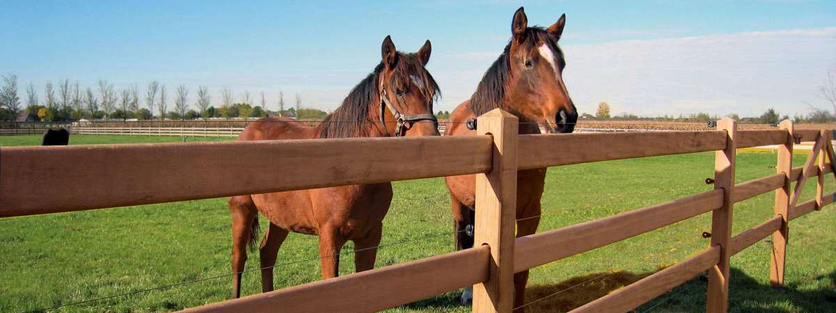 To heste står fredeligt bag et Oxford hestehegn