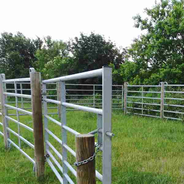 To køer står på en mark ved siden af en fangefold.