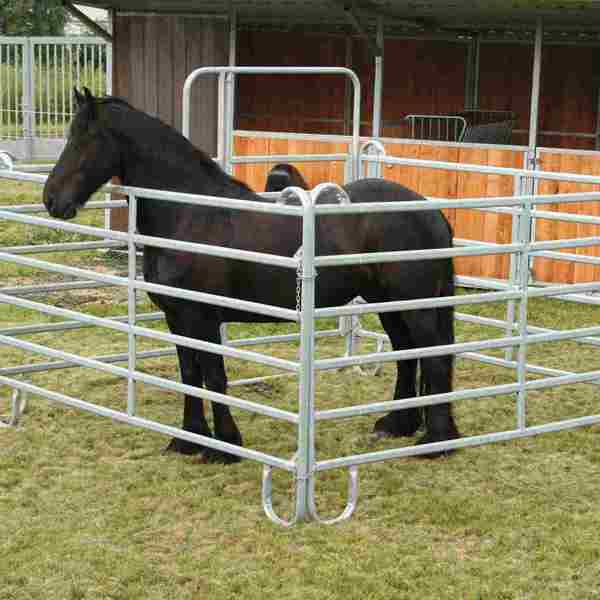 Sort hest i fangefold