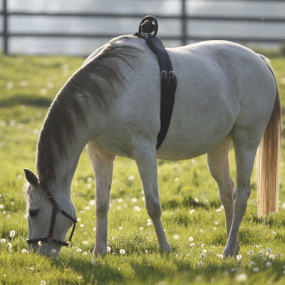 En hvid hest går og græsser på en mark med en antirullegjord rundt om maven