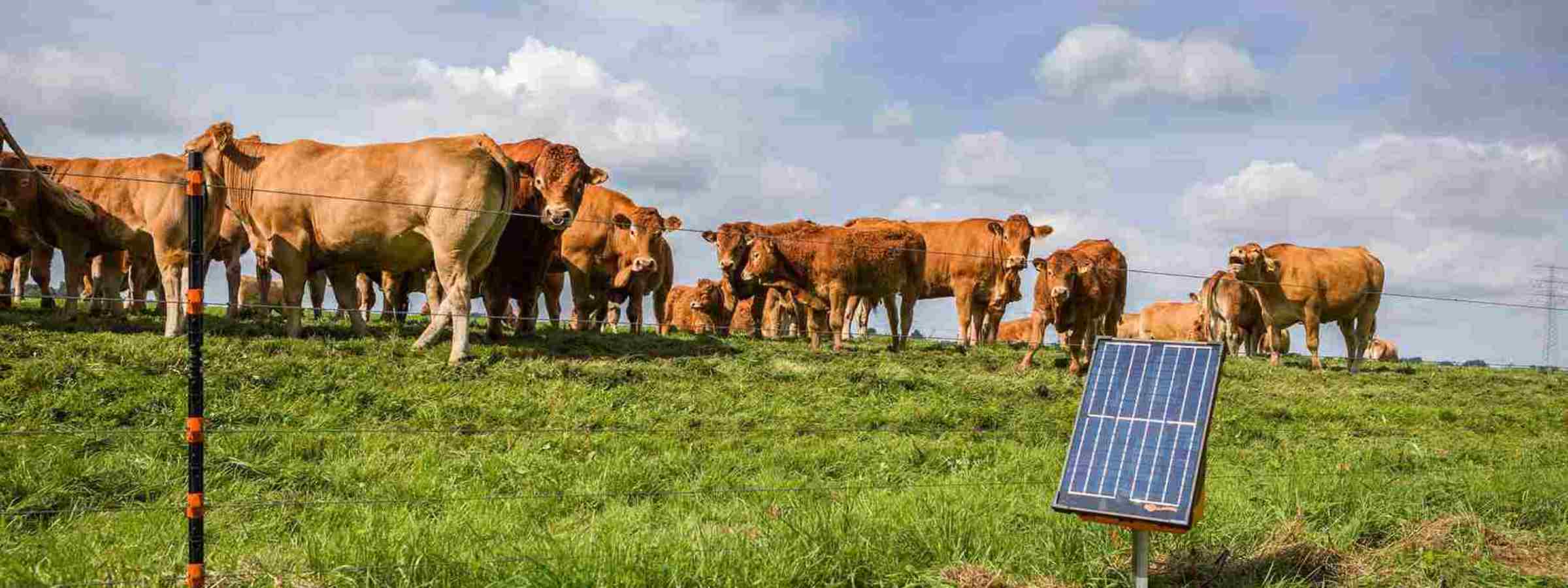Mange køer der står på en mark, bag en soldrevet strømgiver