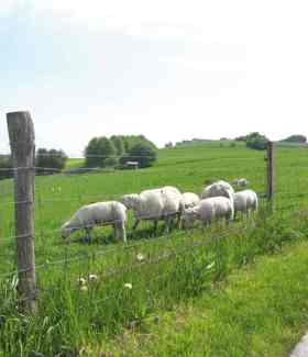 En flok får går og græsser nær et nethegn.