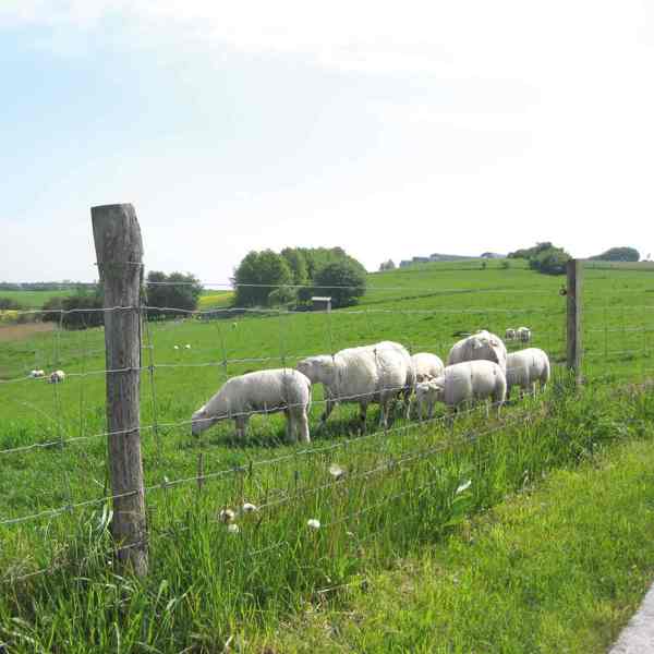 En flok får går og græsser nær et nethegn.