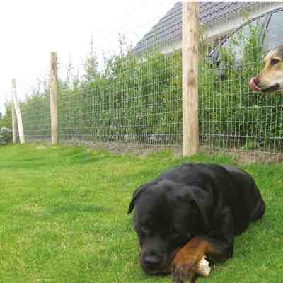 En hund ligger i græsset og en anden står op inde i deres have. Hegnet er et Multinet