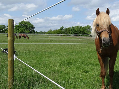 Et nærbillede af en hest der står på en mark og kigger ind på kameraet