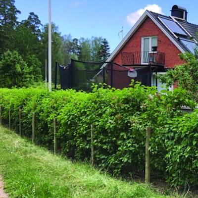 Et Lux havehegn indhegner en smuk have med trampolin, flagstang og planter