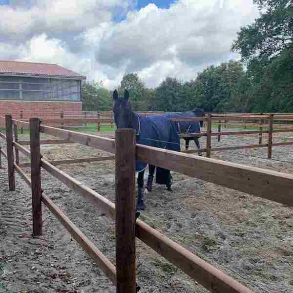 Her ses en hest stående bag et flot Ohio-hegn i imprægneret træ.