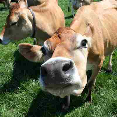 En nysgerrig ko snuser direkte mod kameraet, omgivet af andre køer på en grøn græsfold.