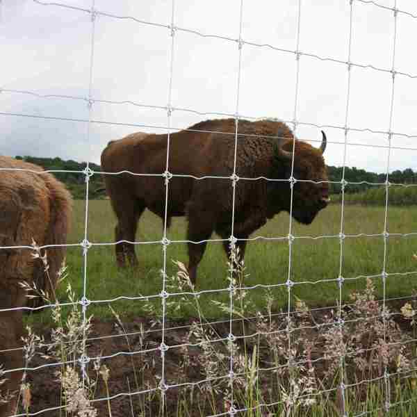 To bisoner græsser i deres indhegning.