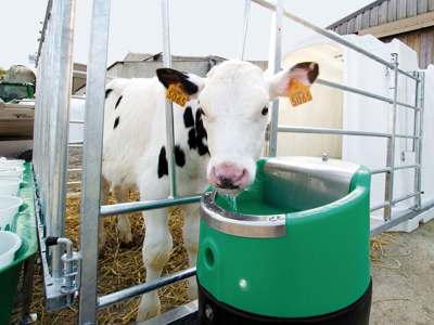 Sortbroget kalv med øremærker står bag et metalhegn og drikker fra en drikkekop