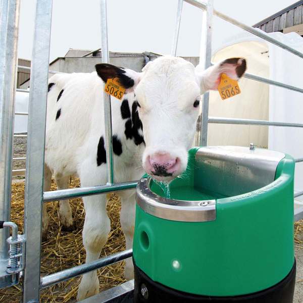 Sortbroget kalv med øremærker står bag et metalhegn og drikker fra en drikkekop