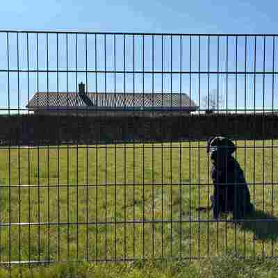 En sort hund sidder i græsset, bag et panelhegn.