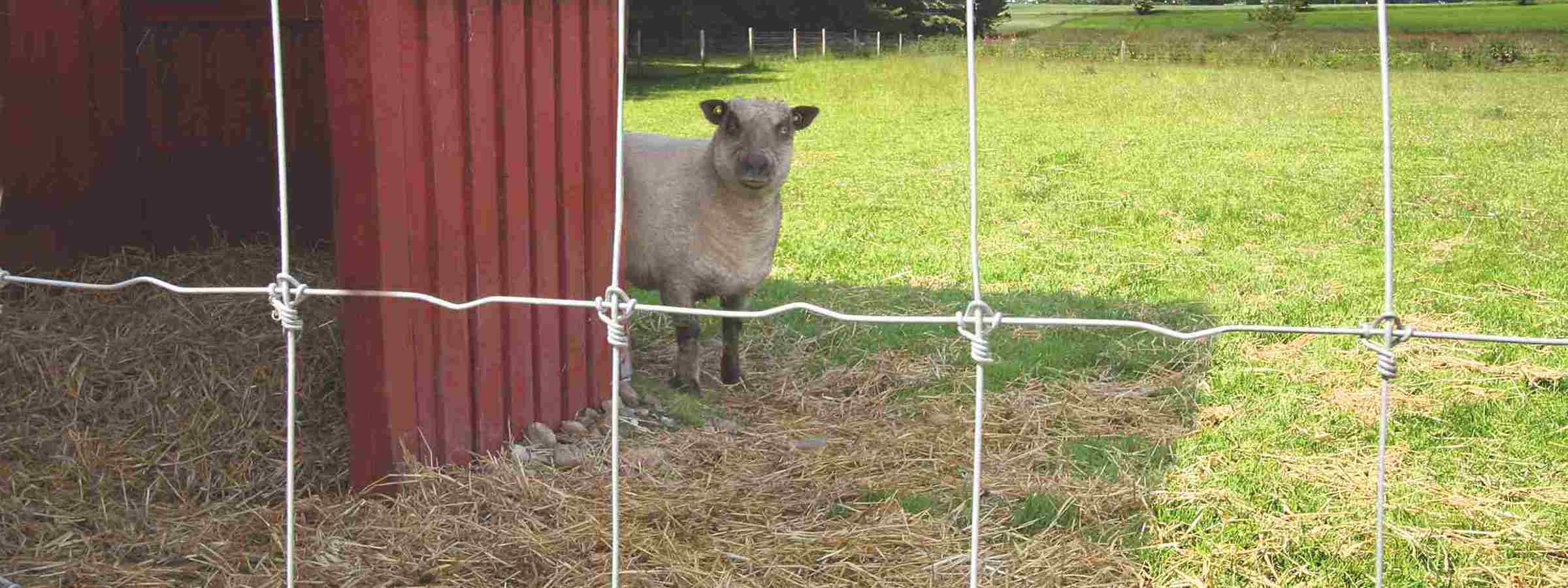 Et får står ved siden af en bygning og kigger ud gennem foldens nethegn.