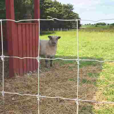 Et får står ved siden af en bygning og kigger ud gennem foldens nethegn.