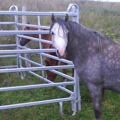 Tre heste står i en fangefold, mens to andre heste står udenfor fangefolden.