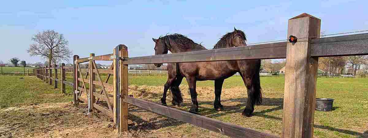 Et lægtehegn adskiller to hestefolde, men en trælåge tillader adgang mellem de to folde. To store heste står i nærheden af trælågen.