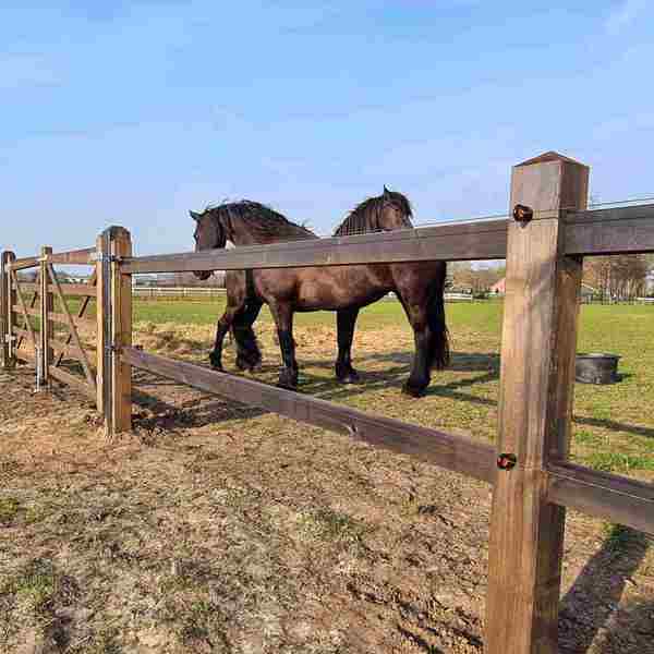 Et lægtehegn adskiller to hestefolde, men en trælåge tillader adgang mellem de to folde. To store heste står i nærheden af trælågen.