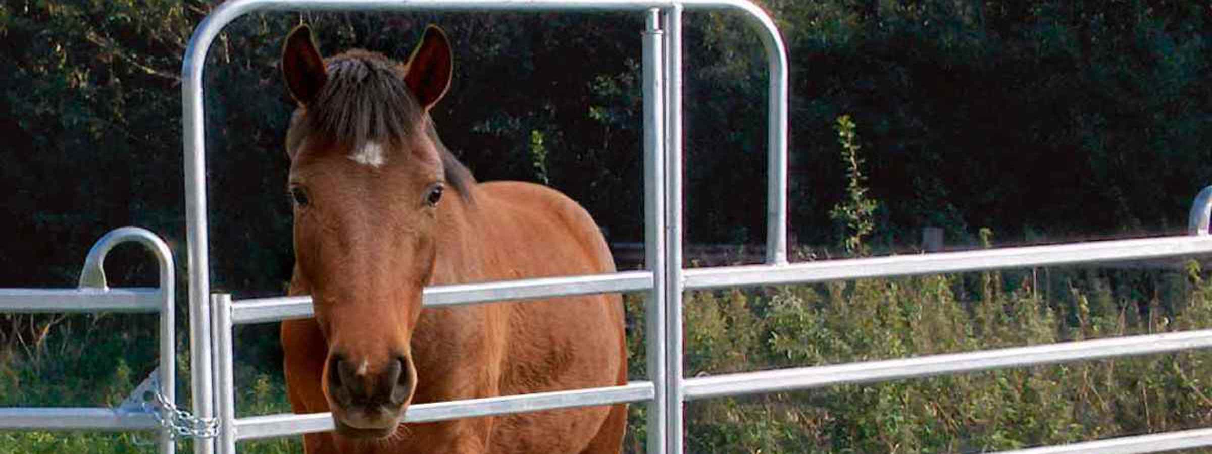 En hest står med hoved ud gennem lågen på en fangefold.
