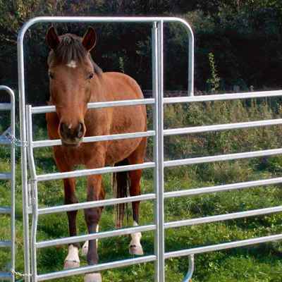 En hest står med hoved ud gennem lågen på en fangefold.