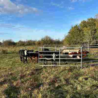 Flere køer står inde i en fangefold og kigger ud