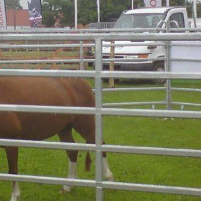 To ponyer græsser i en fangefold på et dyrskue.