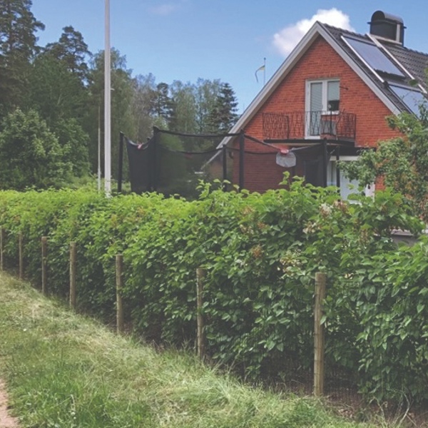 Et Lux havehegn indhegner en smuk have med trampolin, flagstang og planter