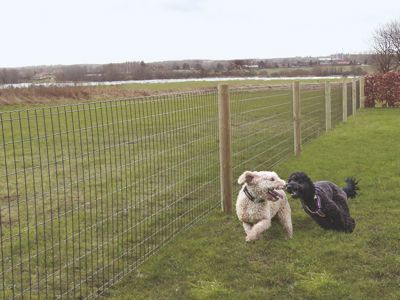To hunde løber og leger i en have, som er indhegnet med Lux havehegn