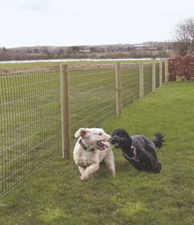 To hunde løber og leger i en have, som er indhegnet med Lux havehegn