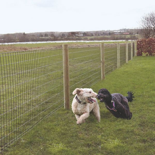 To hunde løber og leger i en have, som er indhegnet med Lux havehegn