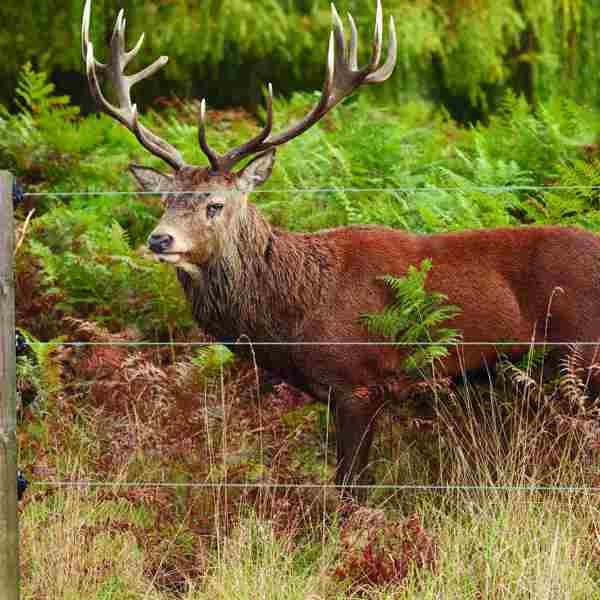 En kronhjort med gevir står bag et hjortehegn.