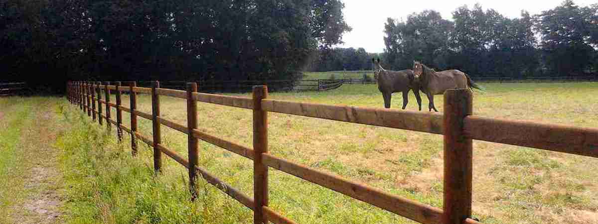To heste går sammen i en hestefold. Hestefoldens hegn er et 3-lægtet hestehegn.