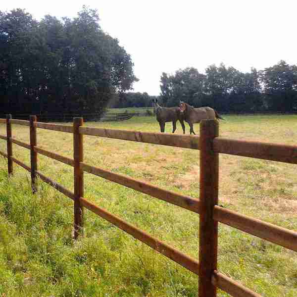 To heste går sammen i en hestefold. Hestefoldens hegn er et 3-lægtet hestehegn.