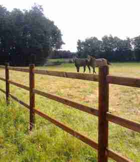 To heste går sammen i en hestefold. Hestefoldens hegn er et 3-lægtet hestehegn.