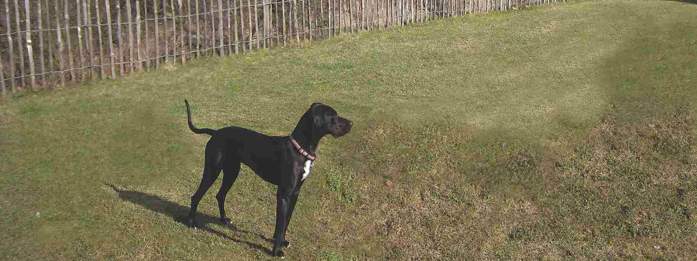 En hund står på en græsplæne indhegnet med et hegn af kastanjetræ fra Poda