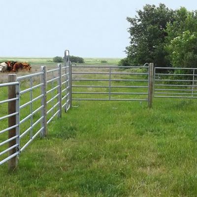 En kvægflok står på en mark ved siden af en fangefold.