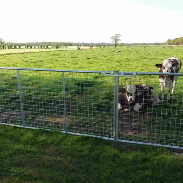 Bagved en letvægtslåge med gitter står to køer