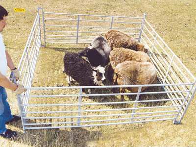 Fem får står tæt sammen i en lille fangefold.