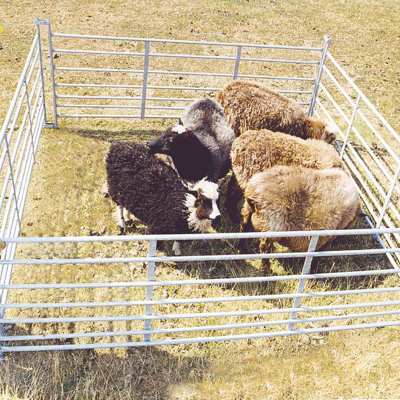 Fem får står tæt sammen i en lille fangefold.