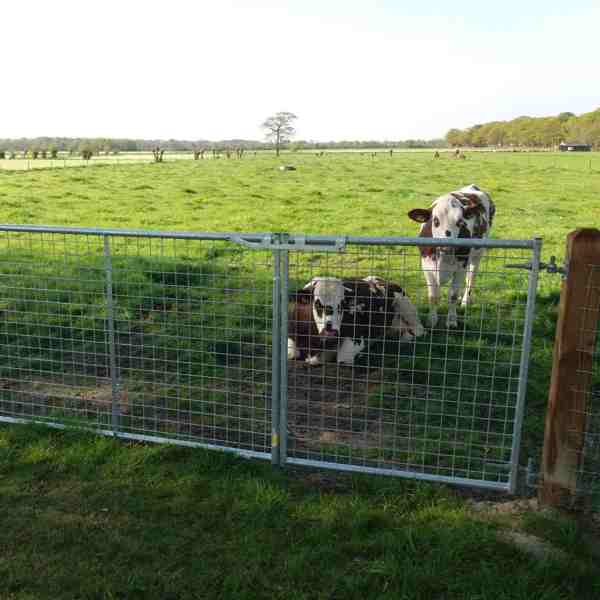 Bagved en letvægtslåge med gitter står to køer